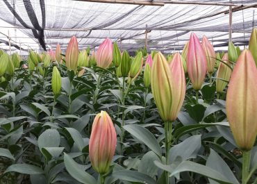 Hoa tươi Thiên Lý - Hướng dẫn chọn mua và bảo quản hoa tươi tươi đẹp năm 2023