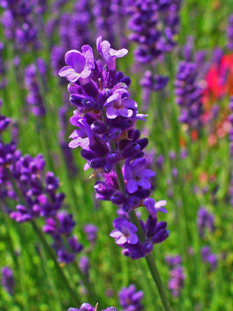 Hoa Lavender Tươi 1