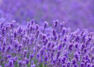 Hoa Lavender Tươi - Tận hưởng 1 vẻ đẹp thiên nhiên trong không gian của bạn