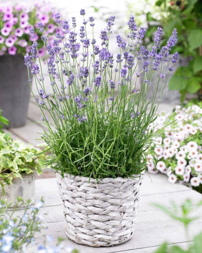 Hoa Lavender Tươi 4