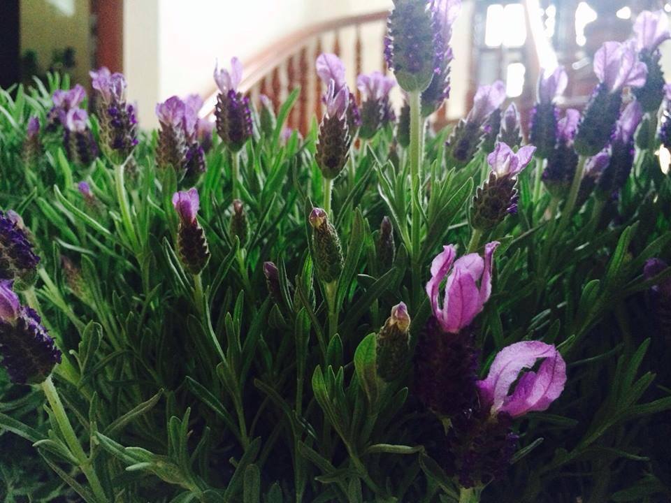 Hoa Lavender Tươi 5